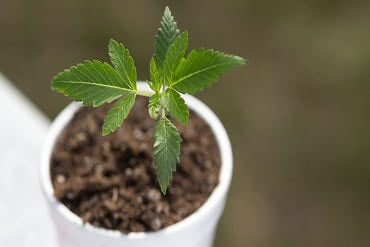 cultivo-de-plantas-de-cannabis[1]