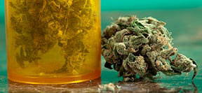 datos-sobre-cbd-cannabis