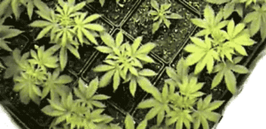 lapso-de-tiempo-crecimiento-del-cannabis-1-gif