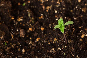 como-germinar-semillas-de-cannabis-v2