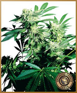 durban-poison-cannabis-semillas-249x300