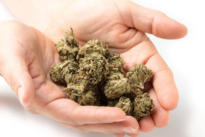 mejores-semillas-de-cannabis-a-la-venta