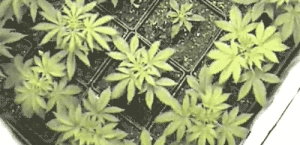 plantas de marihuana creciendo