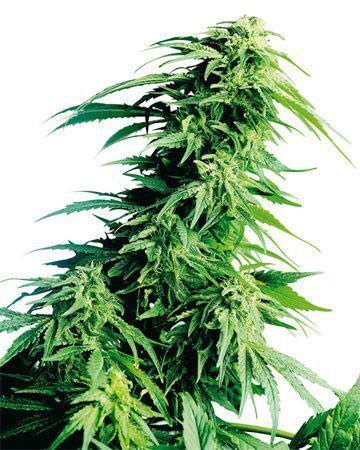 semillas-de-cannabis-kush-xl-auto-florecientes