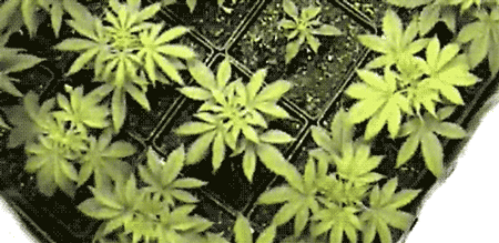 timelapse del cultivo de marihuana