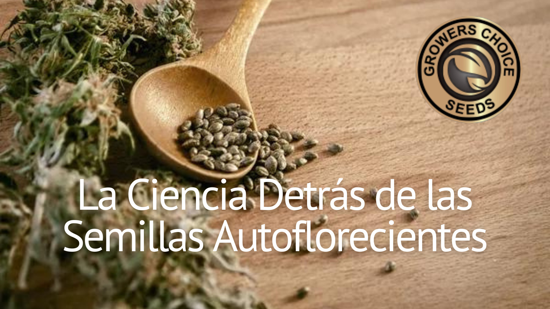 La ciencia detrás de la selección de semillas de cannabis – LaFlecha