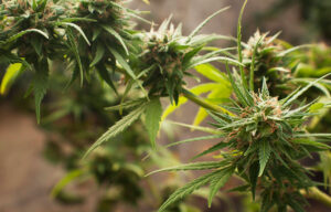 marijuana plant growing from premium cannabis seeds