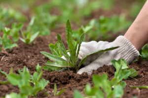 cultivating weed seeds on rich soil